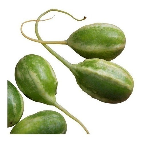 2000 SEMENTES DE MAXIXE LISO JAIBA - MAXIXE LISO em Oferta na Shopee