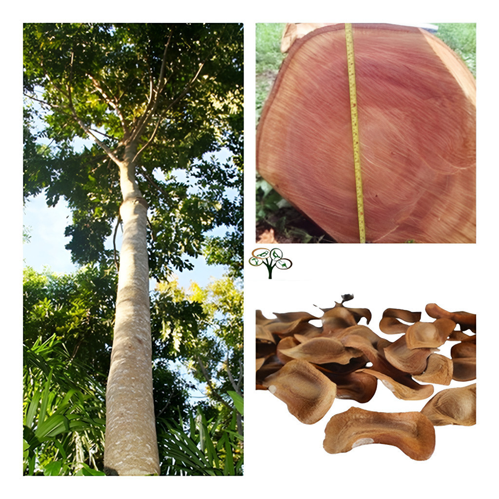 1000 Sementes De Mogno Africano Khaya Senegalensis em Oferta na Shopee