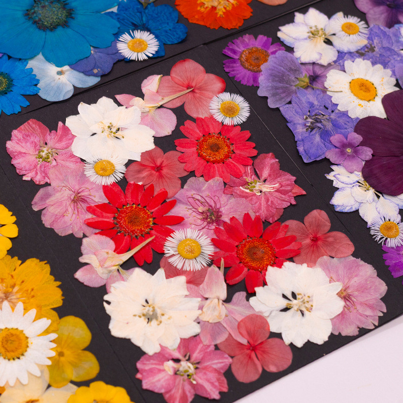 Pacote De material DIY Em Relevo De Flores Secas — imagem 2 de 2