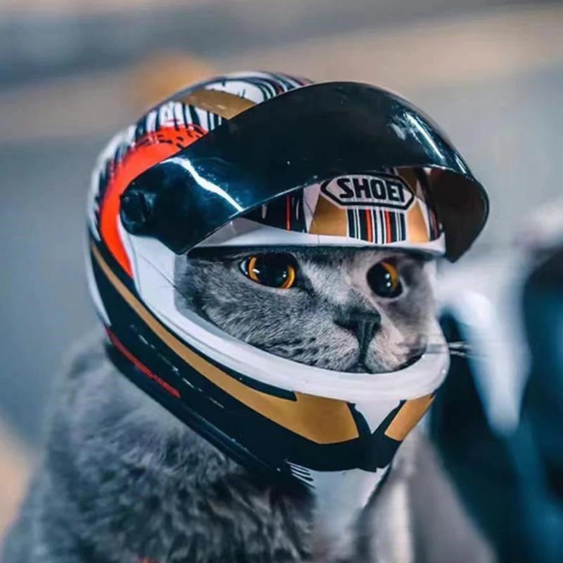 Capacete Para Animais De Estimação Chapéu Cães Gatos Motocicleta em Oferta na Shopee