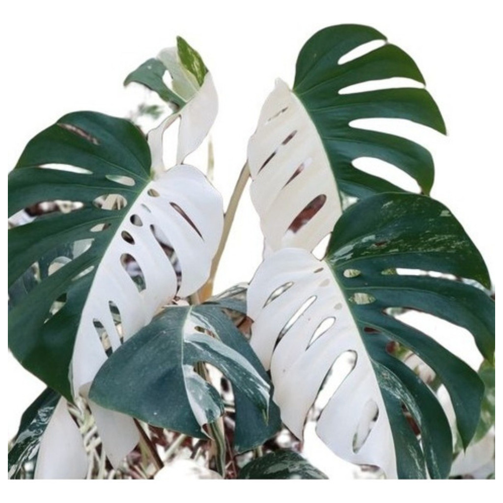 200 Sementes Monstera Meia Lua Rara em Oferta na Shopee