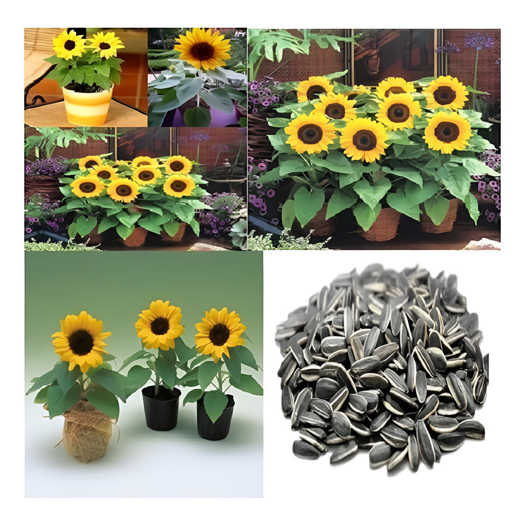 1000 Sementes Girassol Anão De Jardim, + Brinde