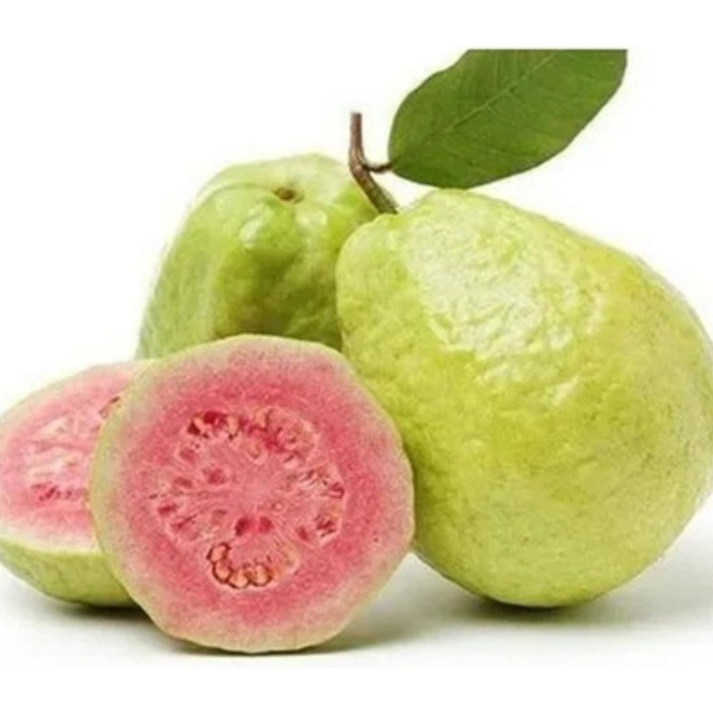 1000 Sementes  Mudas De Goiaba Tailandesa Enxertada em Oferta na Shopee