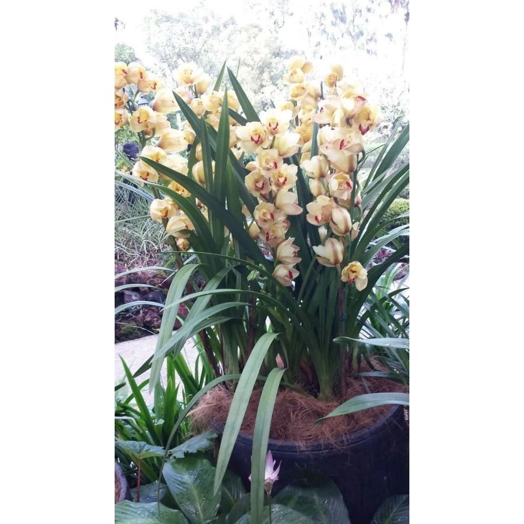 100 sementes orquidia cymbidium com manual de cultivo pronta entrega envio 24h NV