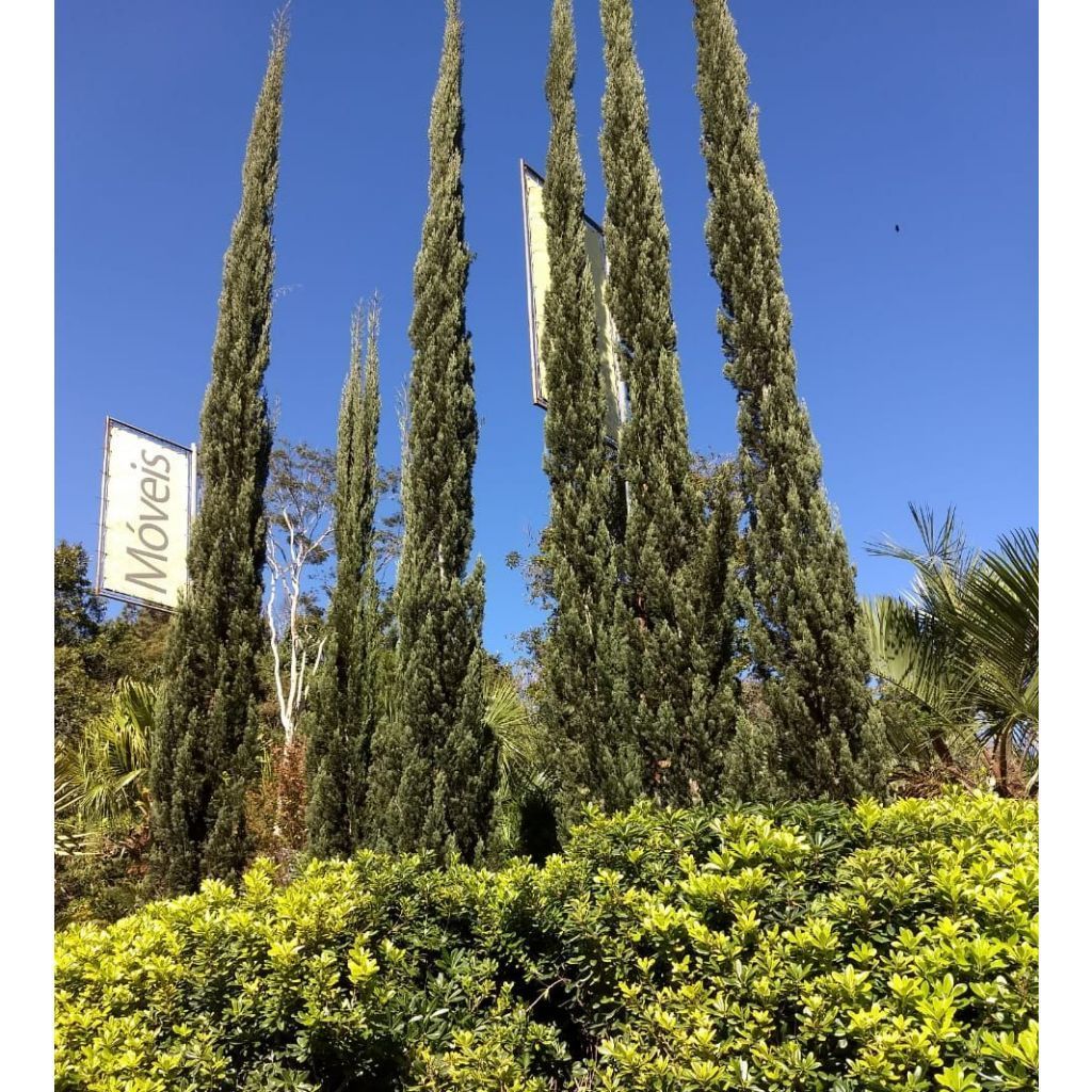 100 sements cedro cipreste italiano com manual de cultivo