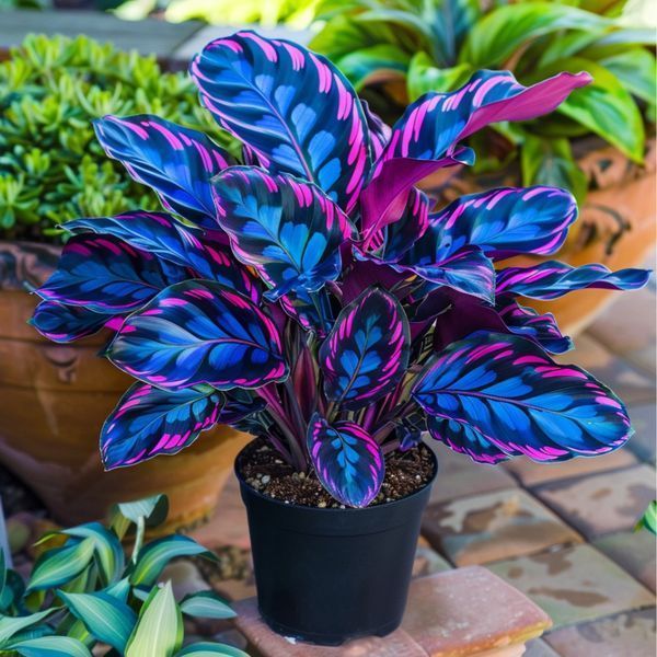 Caladium Coração de Ciano – 100 sementes com manual de cultivo