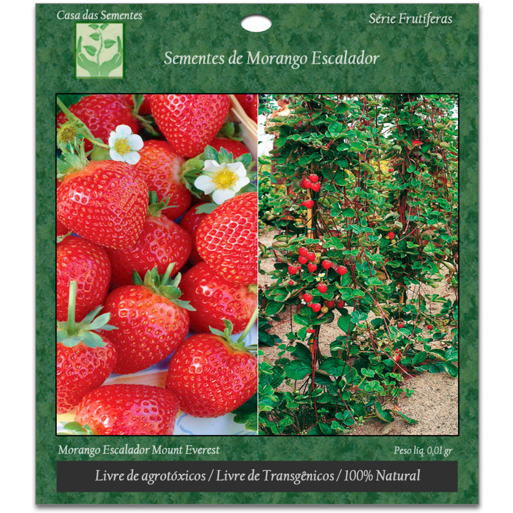 PROMOÇAO Sementes De Morango Escalador Mount Everest para Mudas facil cultivo