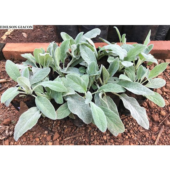 100 sements peixinho da horta com manual de cultivo