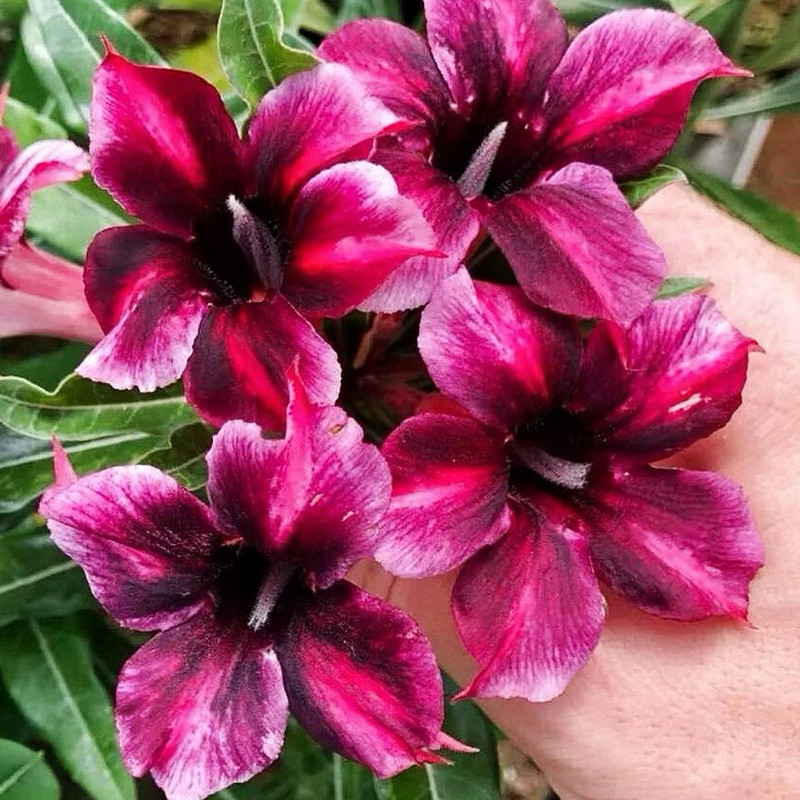 💜🌸 Rosa do Deserto Violet Ice – Violeta com Toque Branco | Semente Rara e Exótica