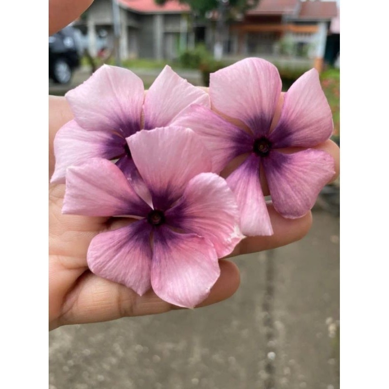 50 Sementes Vincas Madagascar Multicoloridas Cores Exóticas. Premium NV