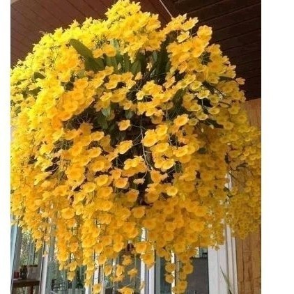 sementes de orquídeas chuva de ouro pra dar sorte vr7 hg em Oferta na Shopee