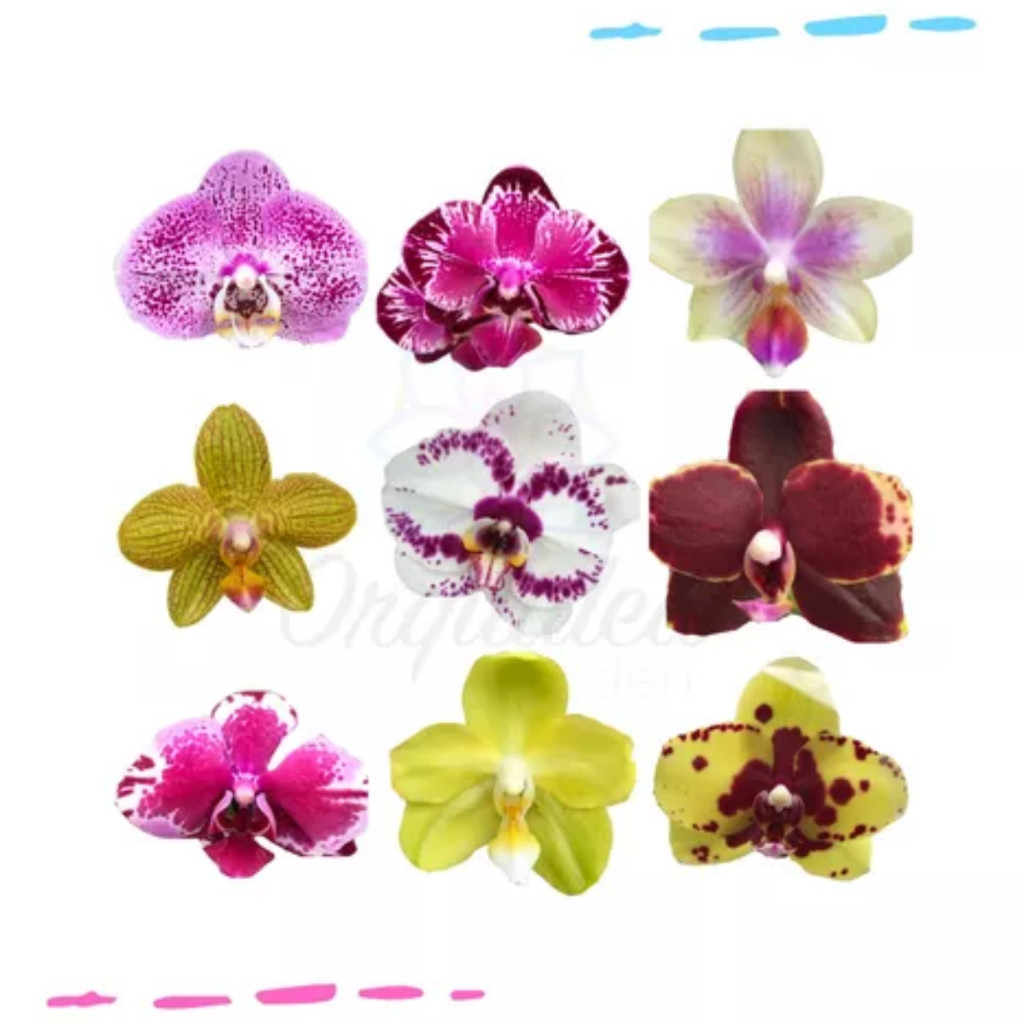 400 sementes sortidas De Orquidea Phalaenopsis Lindas Frete Grati em Oferta na Shopee