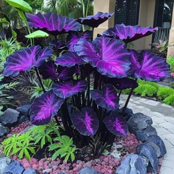 Caladium Zenthara – 100 sementes com manual de cultivo NV