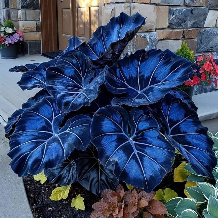 Caladium Seraphora – 100 sementes com manual de cultivo NV