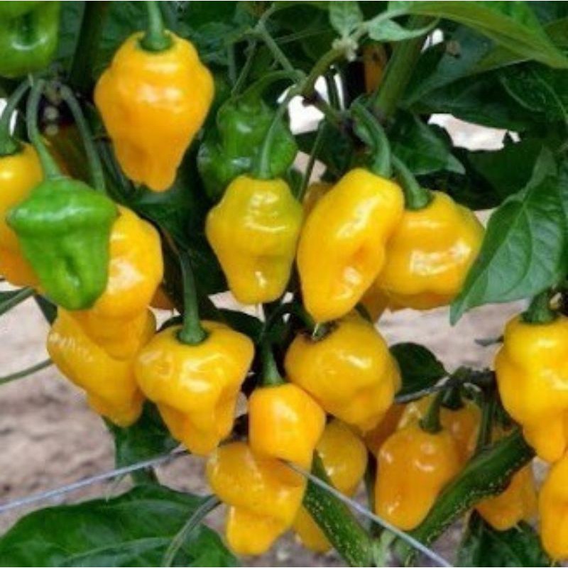 150 Sementes de Pimenta  Cheiro do Norte. em Oferta na Shopee