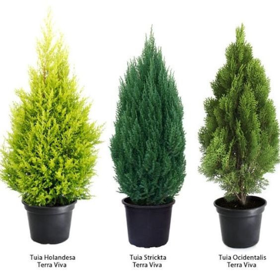 100 sements pinhieros sortidos mix 3 especies com manual de cultivo V V em Oferta na Shopee