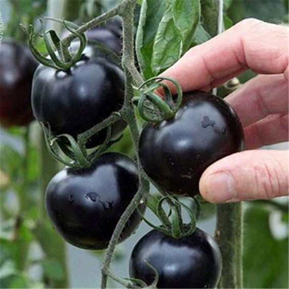 100 sements tomate negros com manual de cultivo em Oferta na Shopee