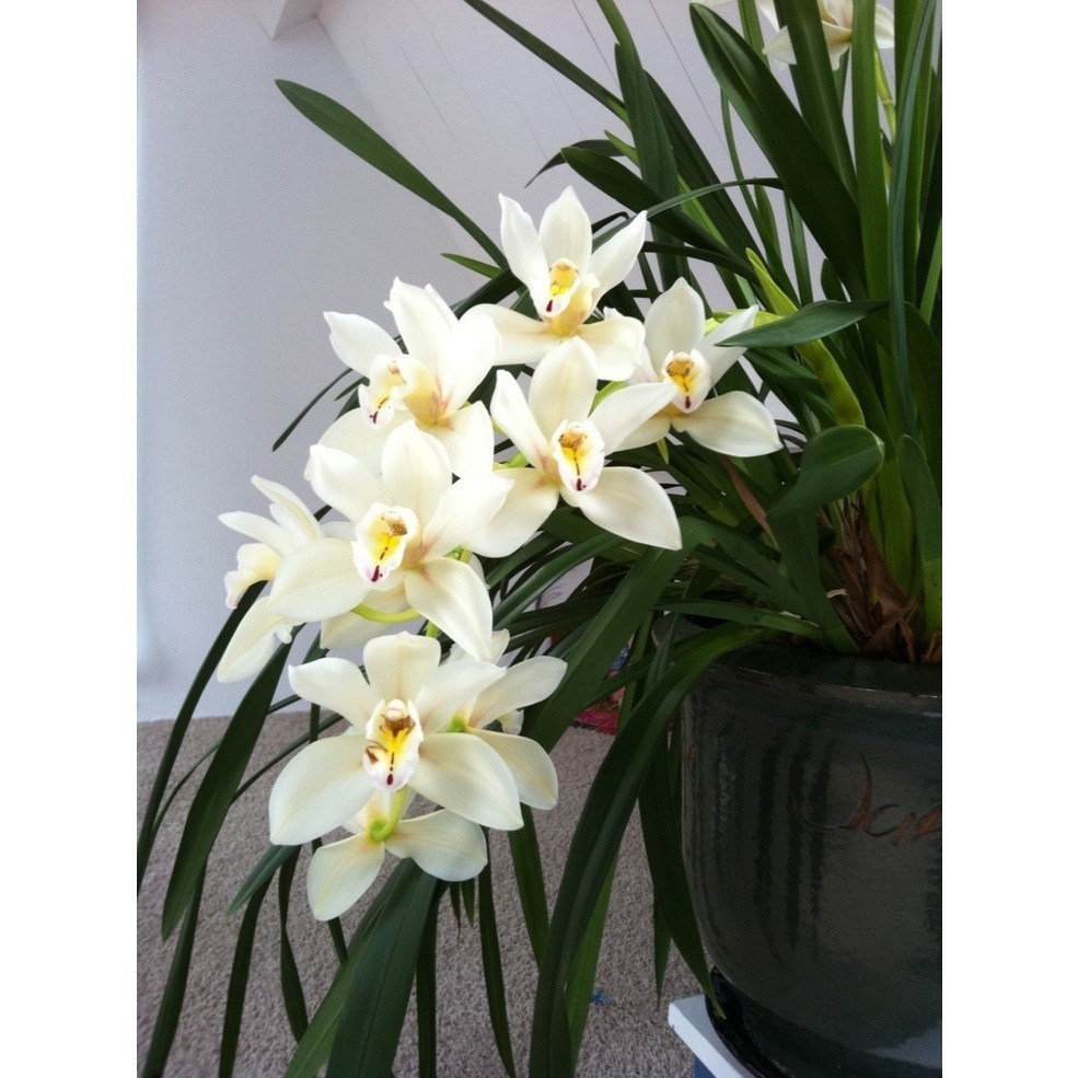100 sementes orquidia cymbidium orchid com manual de cultivo pronta entrega envio 24h NV