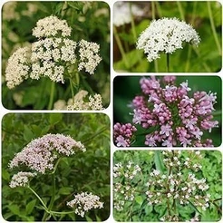 100 Sementes de Valerianas Sortidas Com Manual de Cultivo NV