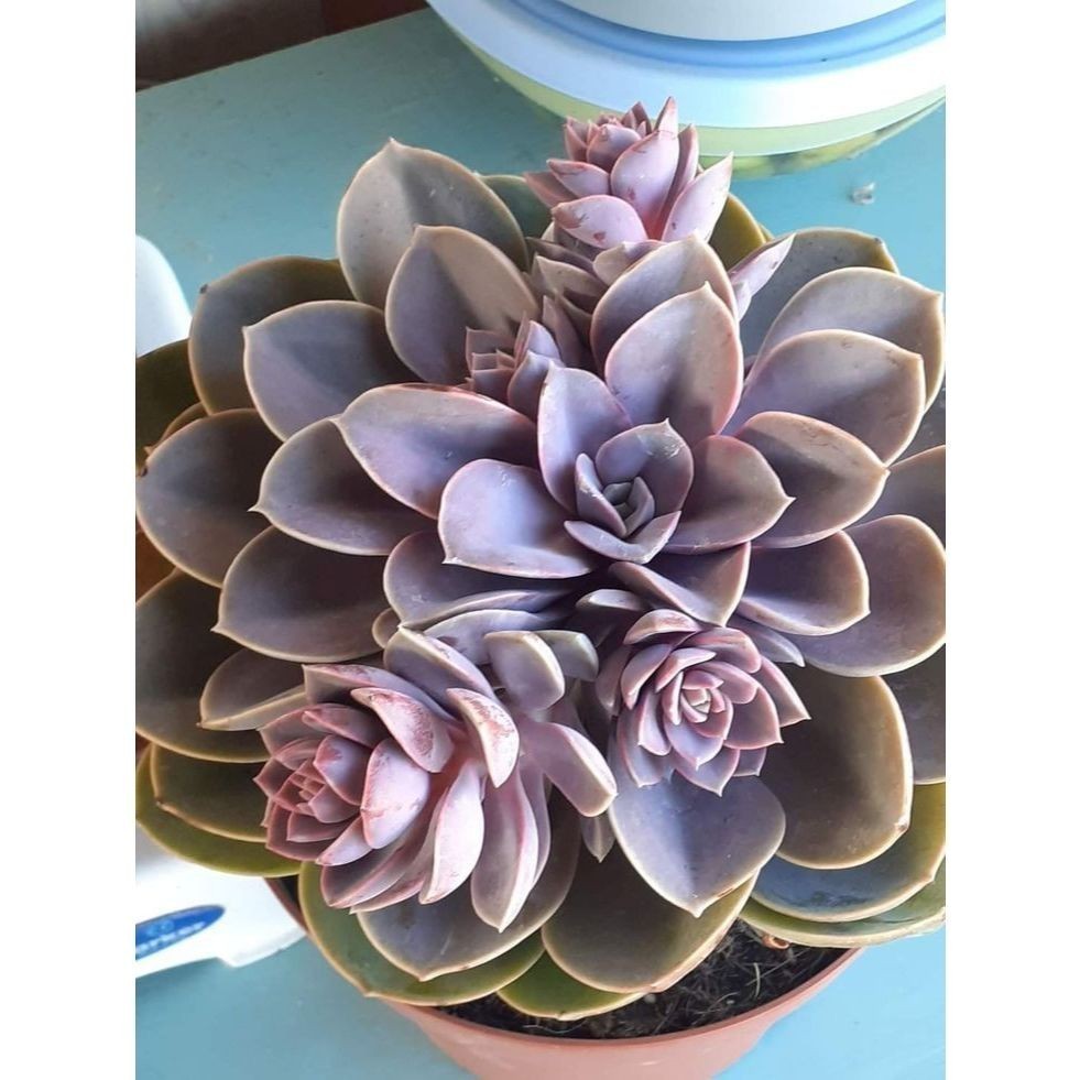 100 sementes suculenta Stapelia 100 Sementes de Com Manual de cultivo NV