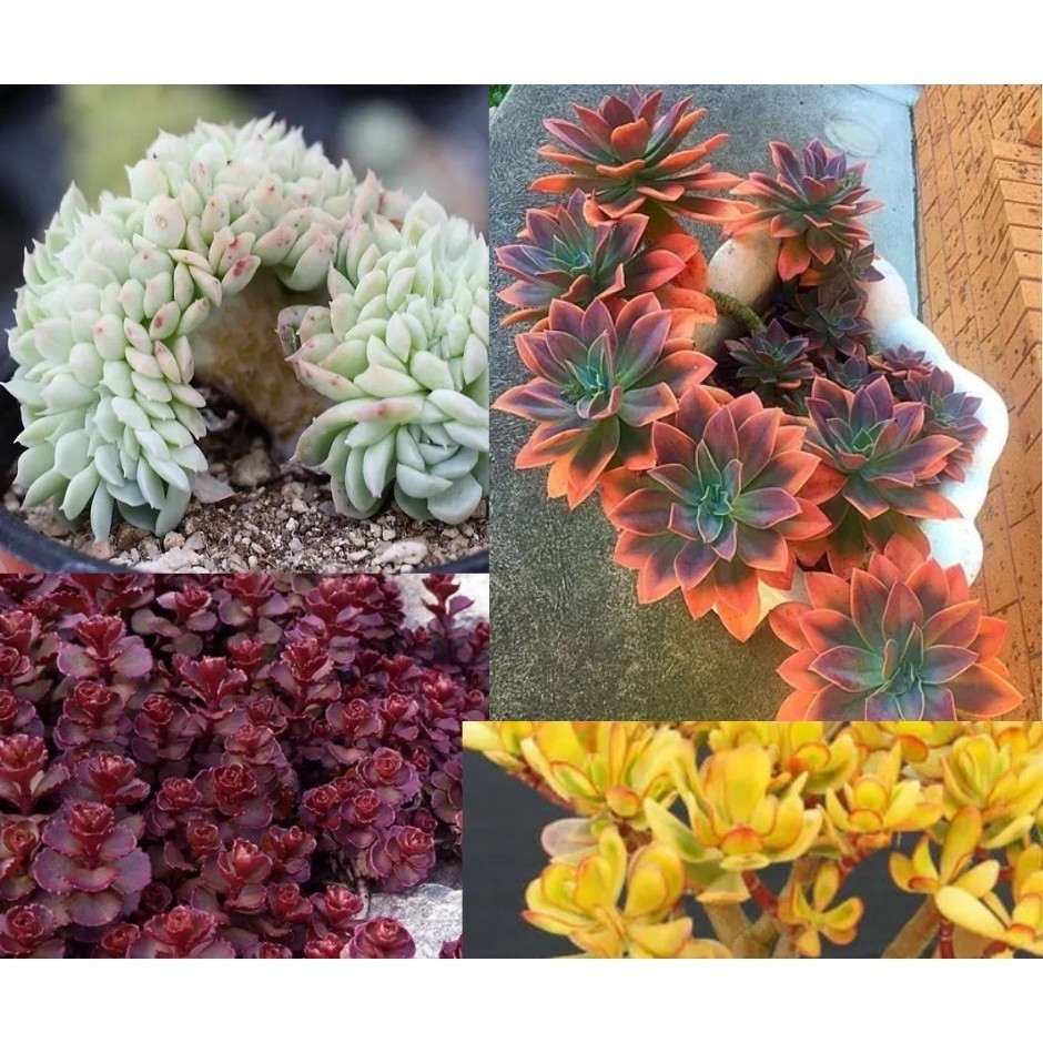 600 sementes sortidas entre cactos raros e suculentas coloridas ll l l NV NV — imagem 2 de 2