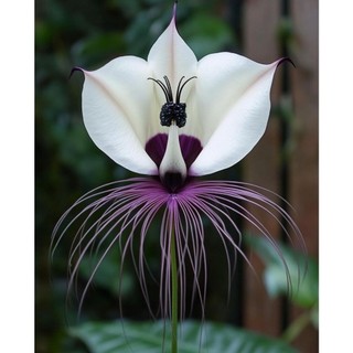Orquídea Celestial Silk Flower 100 sementes com manual de cultivo NV