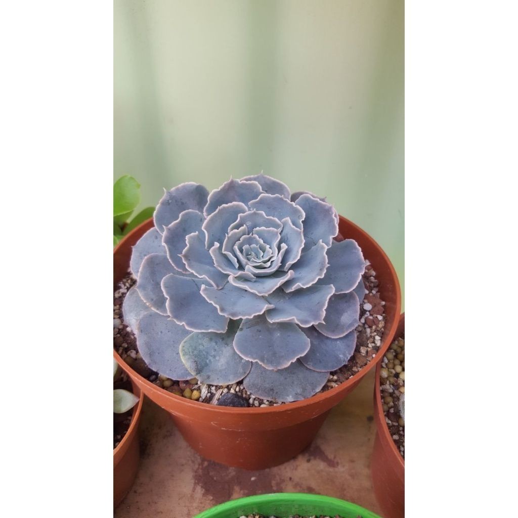 suculenta Pachypodium geayi (100 Sementes de Com Manual de cultivo