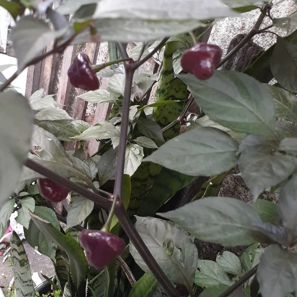 Semeie: 10 sementes De Pimenta Cheiro Roxa Regional — imagem 2 de 2