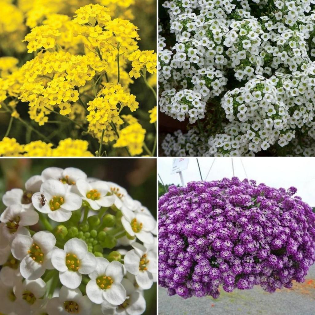 PROMOÇÃO Kit 90 Sementes de Alyssum Amarelo/ tapete de Neve /Violeta Roxo Flores Jardins Vasos