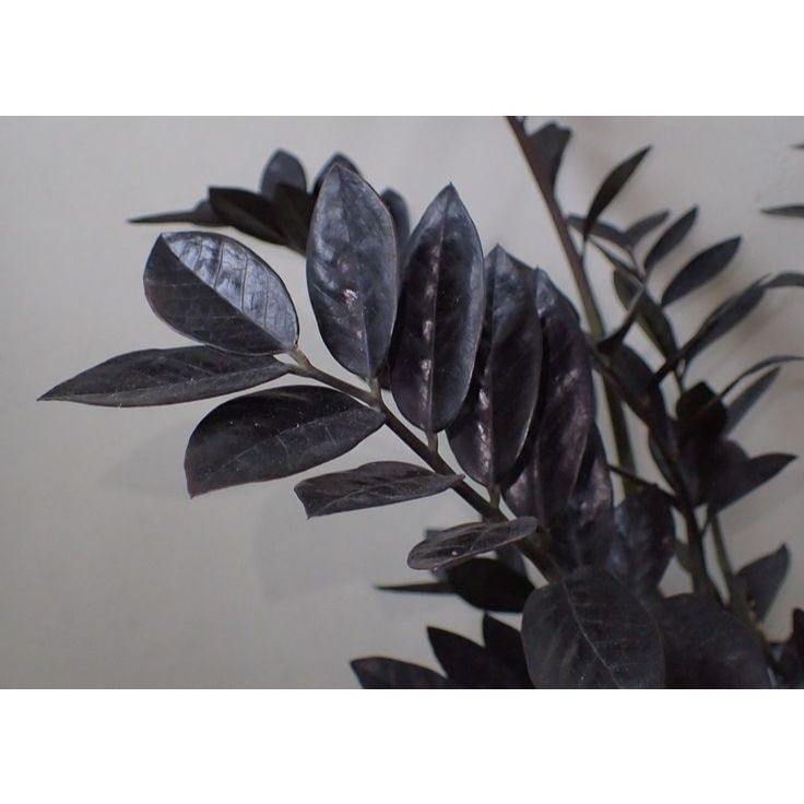 100 sementes zamioculca black com manual de cultivo pronta entrega envio em 24h NV