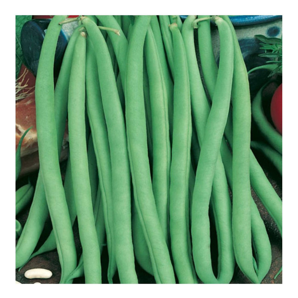 1000 Sementes De Feijão Vagem Macarrão Trepador 100g Topse em Oferta na Shopee