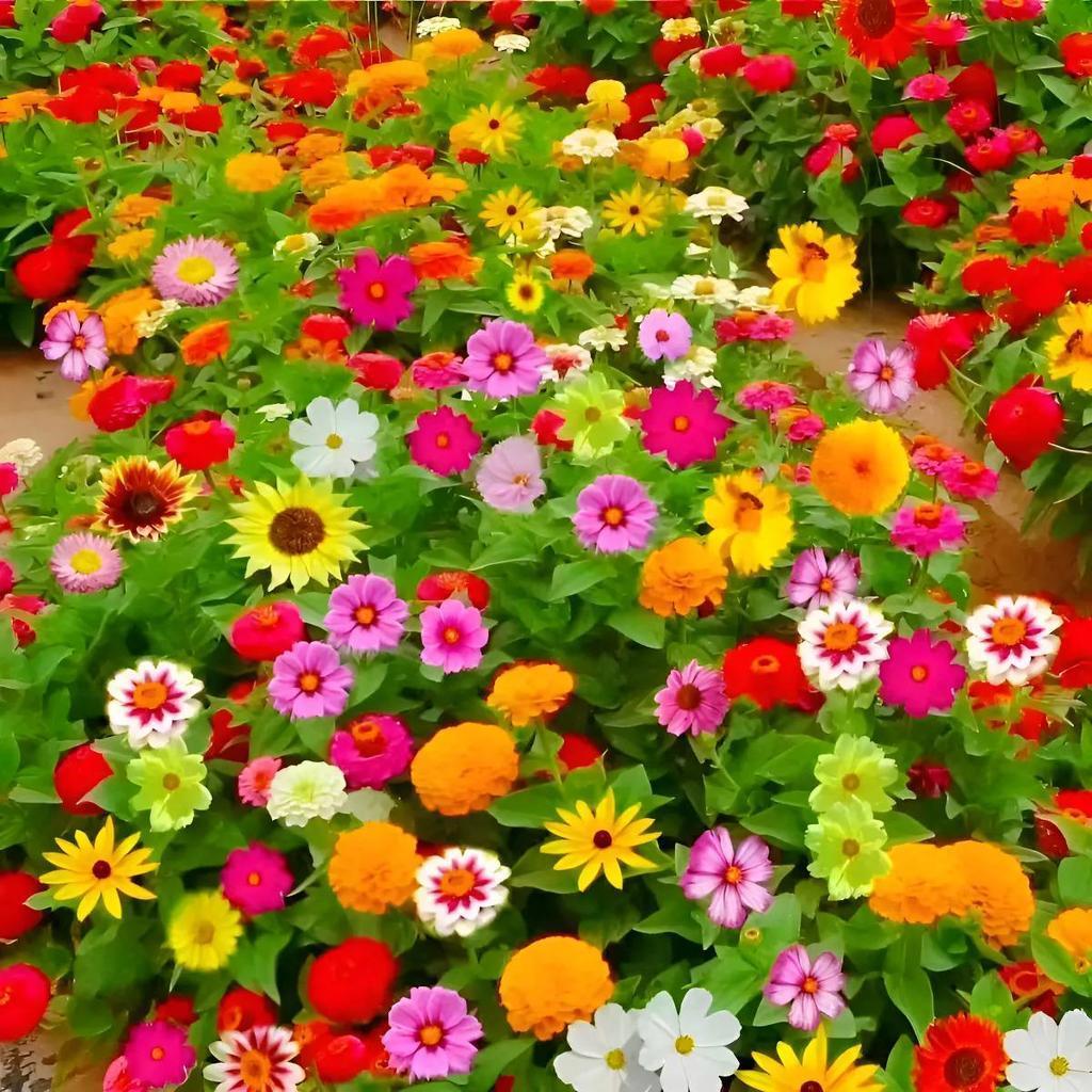 30 sementes Sementes De Zinnia Vivem Com Terra