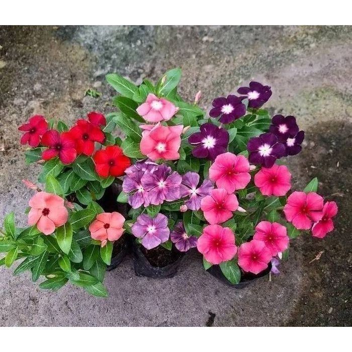 100 sementes vinca mix com manual de cultivo pronta entrega envio 24h I NV