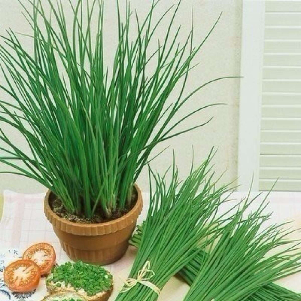 1000 Sementes Cebolinha De Tempero Fina (chives) Tops em Oferta na Shopee