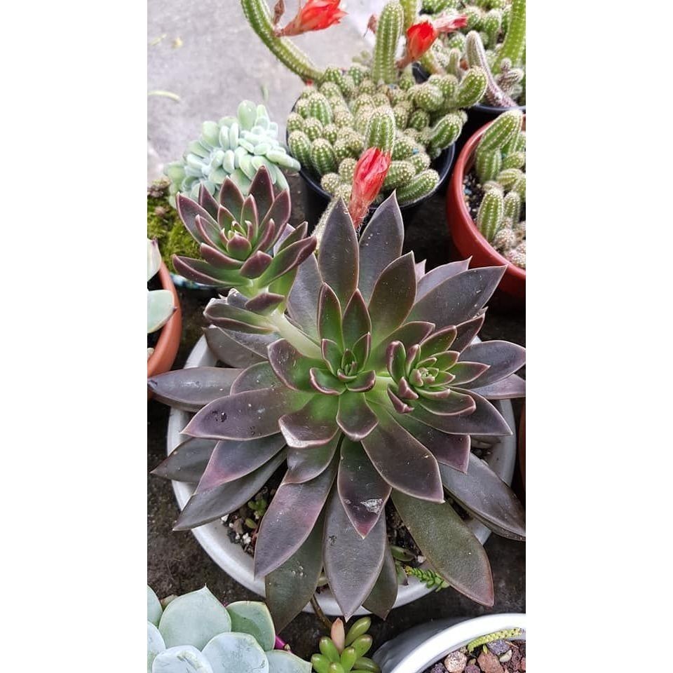 100 sementes suculenta Dudleya saxosa com manual de cultivo pronta entrega envio em 24h NV
