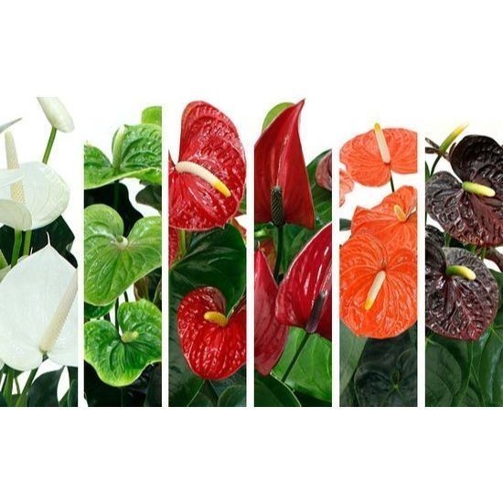 100 Sementes de Antúrios Sortidas Com Manual de Cultivo V V em Oferta na Shopee