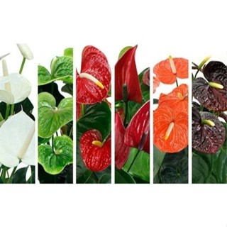 100 Sementes de Antúrios Sortidas Com Manual de Cultivo V V em Oferta na Shopee