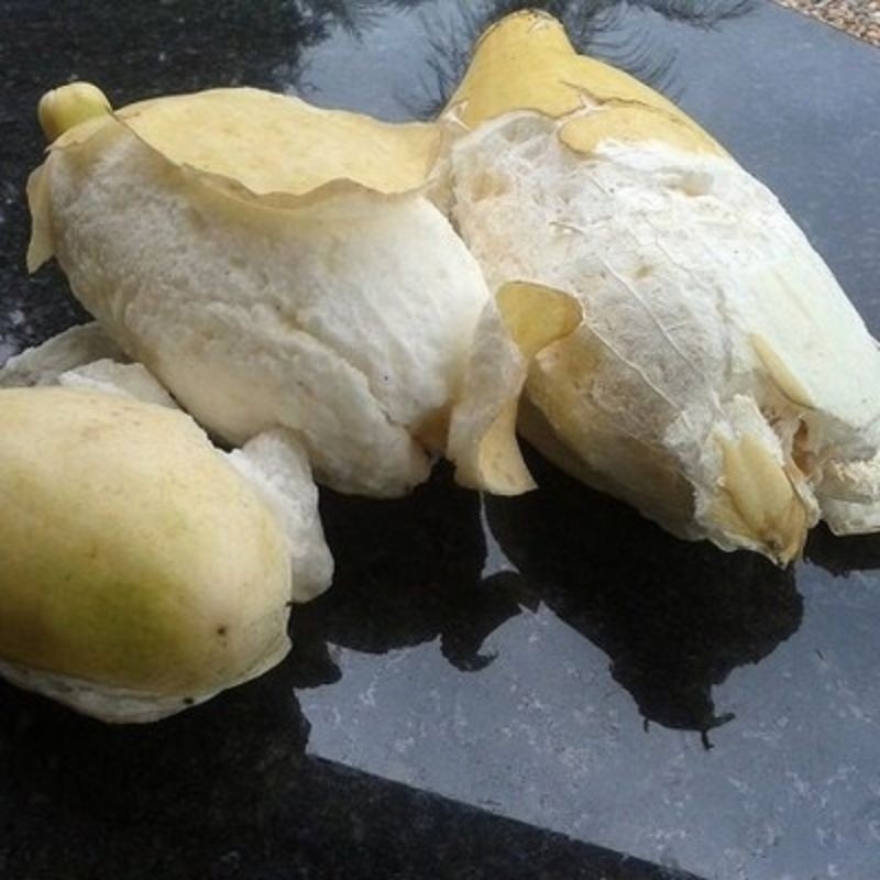 50 Sementes  Melão de Neve Nordestino ( Relíquia Agrícola ) em Oferta na Shopee