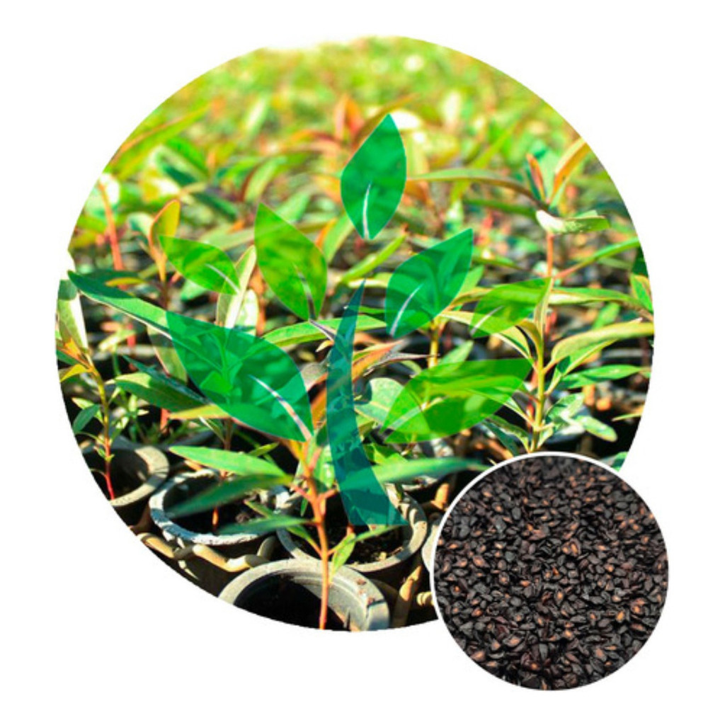 1000 Sementes De Eucalipto Citriodora Cheiroso em Oferta na Shopee