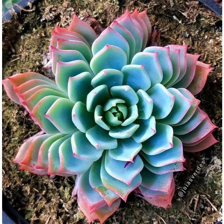 suculenta Sedum spectabile (Autumn Joy)100 Sementes de Com Manual de cultivo NV