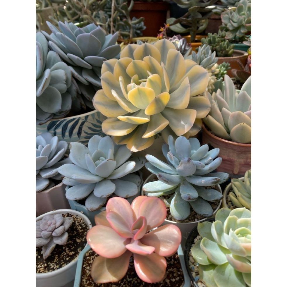 100 sementes suculenta Kalanchoe mix com manual de cultivo pronta entrega envio em 24h