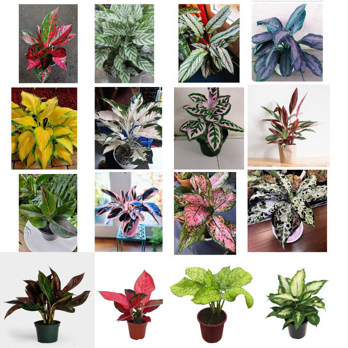 100 sements comigo ninguem pode sortidas mix especies com manual de cultivo V V em Oferta na Shopee