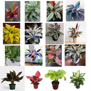 100 sements comigo ninguem pode sortidas mix especies com manual de cultivo V V em Oferta na Shopee