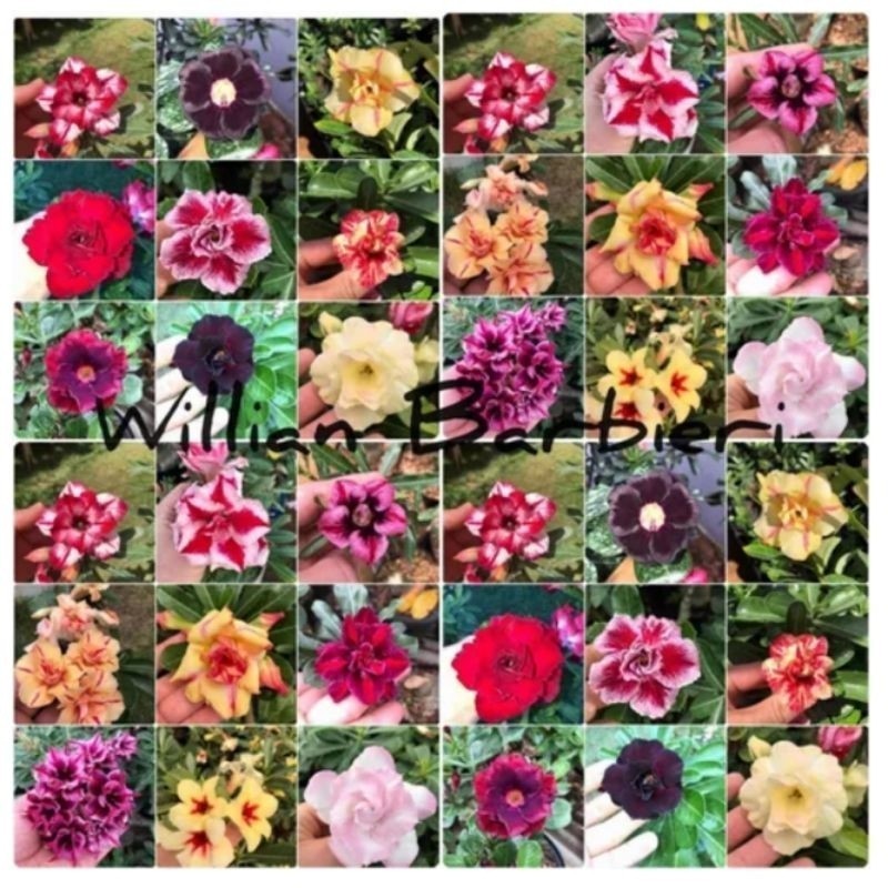 145 Sementes de Rosas do Deserto Mix de Cores Dobradas e espécies variadas. em Oferta na Shopee