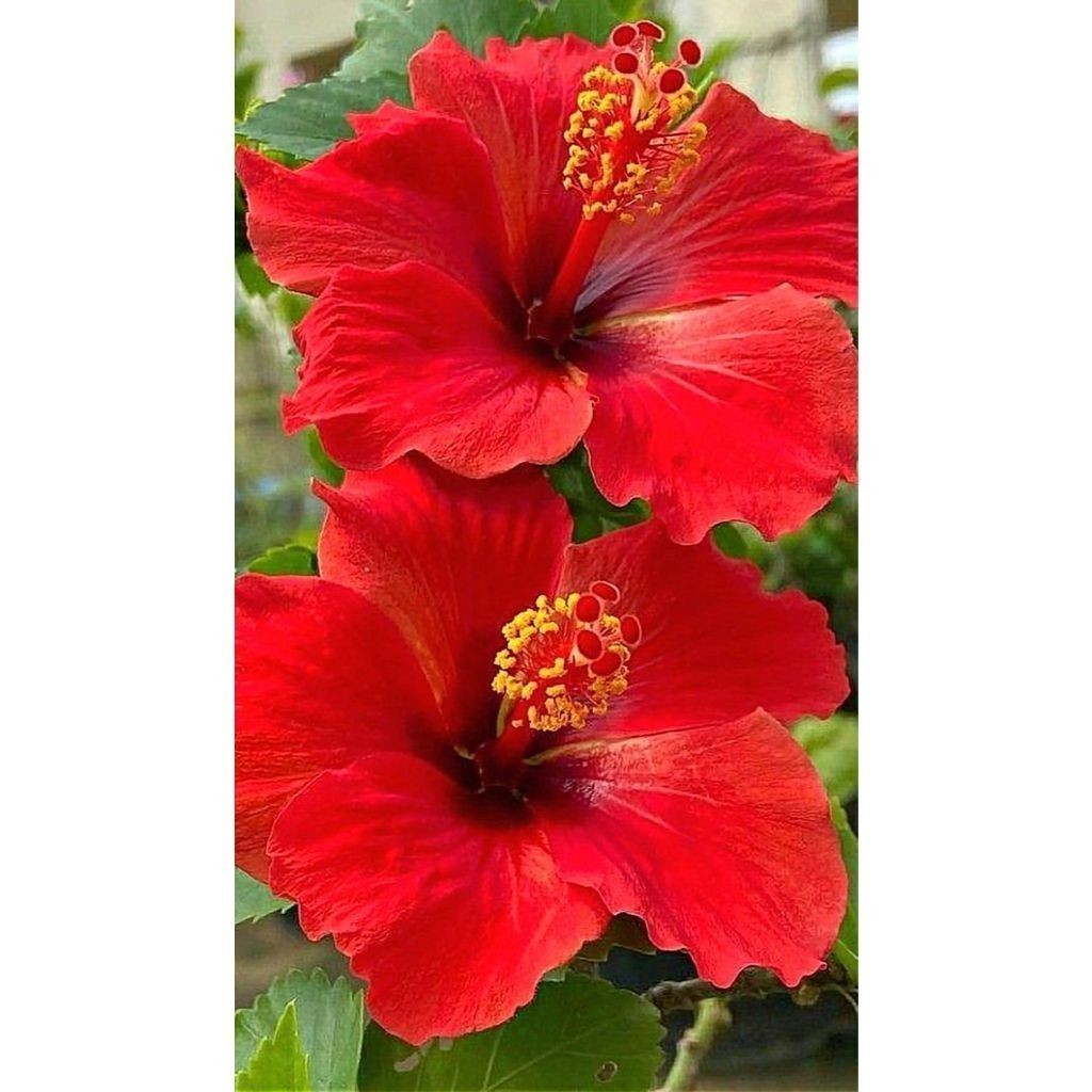 100 sementes hibisco schizopetalus  com manual de cultivo pronta entrega envio em 24h l NV