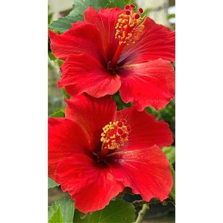 100 sementes hibisco schizopetalus  com manual de cultivo pronta entrega envio em 24h l NV