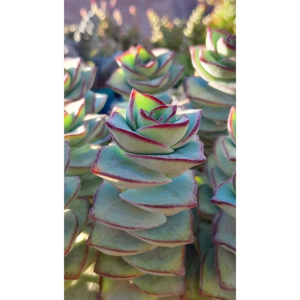 suculenta Echeveria runyonii 'Topsy Turvy'com100 Sementes de Com Manual de cultivo l