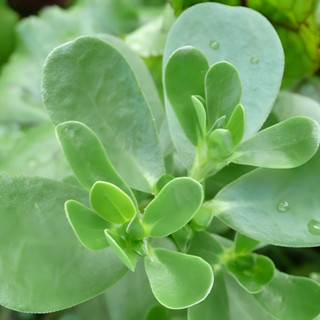 500 Sementes De Beldroega P/ Mudas, Verdura, Medicinal, Flor em Oferta na Shopee