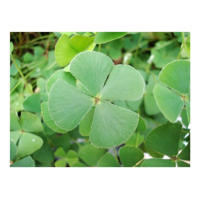 200 Sementes Trevo De 4 Folhas Verde ENVIO RÁPIDO III em Oferta na Shopee