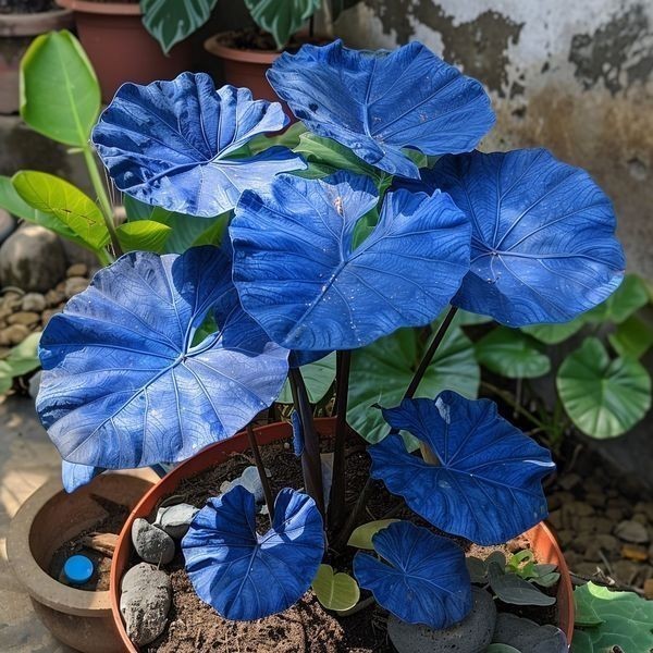 plantio ecológico Rara Caladium Rastro de Estação – 100 sementes com manual de cultivo II